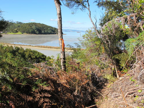 Steep access for Esplanade bait line around the foot of pohutukawa ridge Image