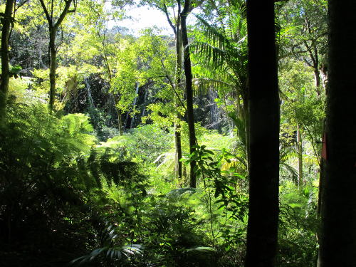 Old age & land slips have brought down mature canopy trees in greywacke gully; note old bait line marker on tree trunk, on the right Image