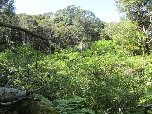 Major weed infestation hinders natural regeneration; large pohutukawa on ridge above Image