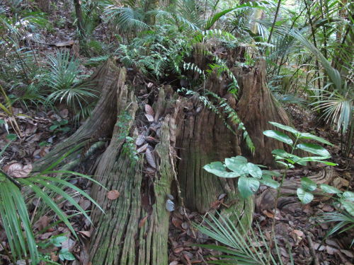 Being naturally ground durable, puriri stumps remain long after all other stumps have rotted away Image