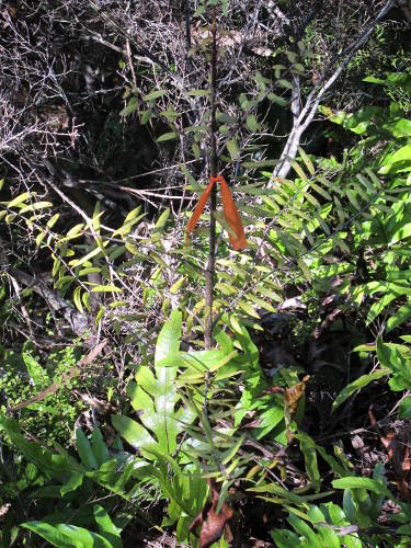 On land once logged & farmed kauri are slowly returning Image