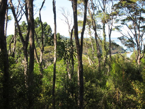 Being wind-dispersed kauri seed does not travel far Image