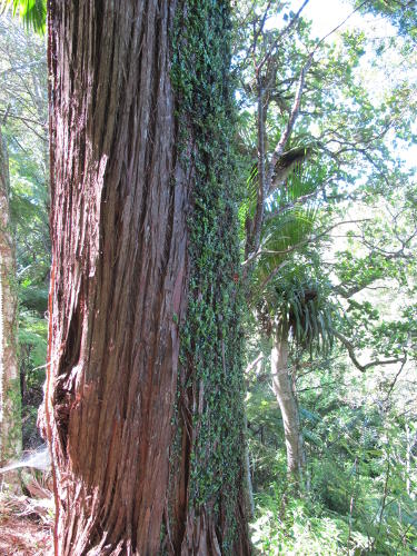 Distinctive stringy bark of totara, with rata attached Image