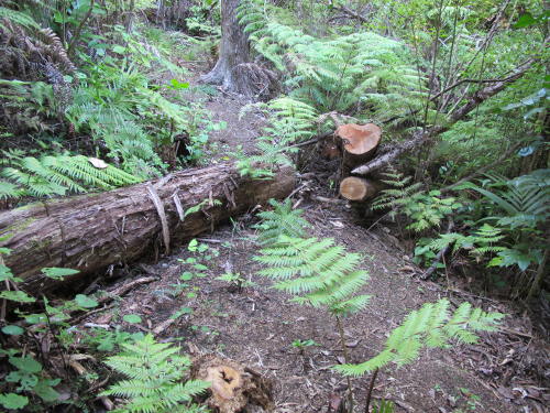 Vegetation & fallen logs being cleared ahead of benching the Te Matuku to Orapiu track Image