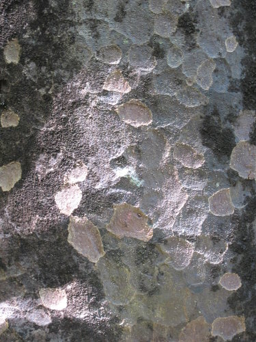 Distinctive hammered bark of matai; only one mature tree has so far been found in the reserve Image