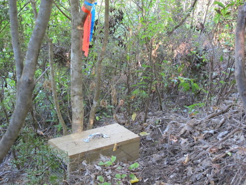 10 'DOC 200' traps have been distributed along the Esplanade adjacent to the shell spit Image