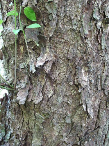 Being possum-free, mangeao is able to regenerate on certain sites Image